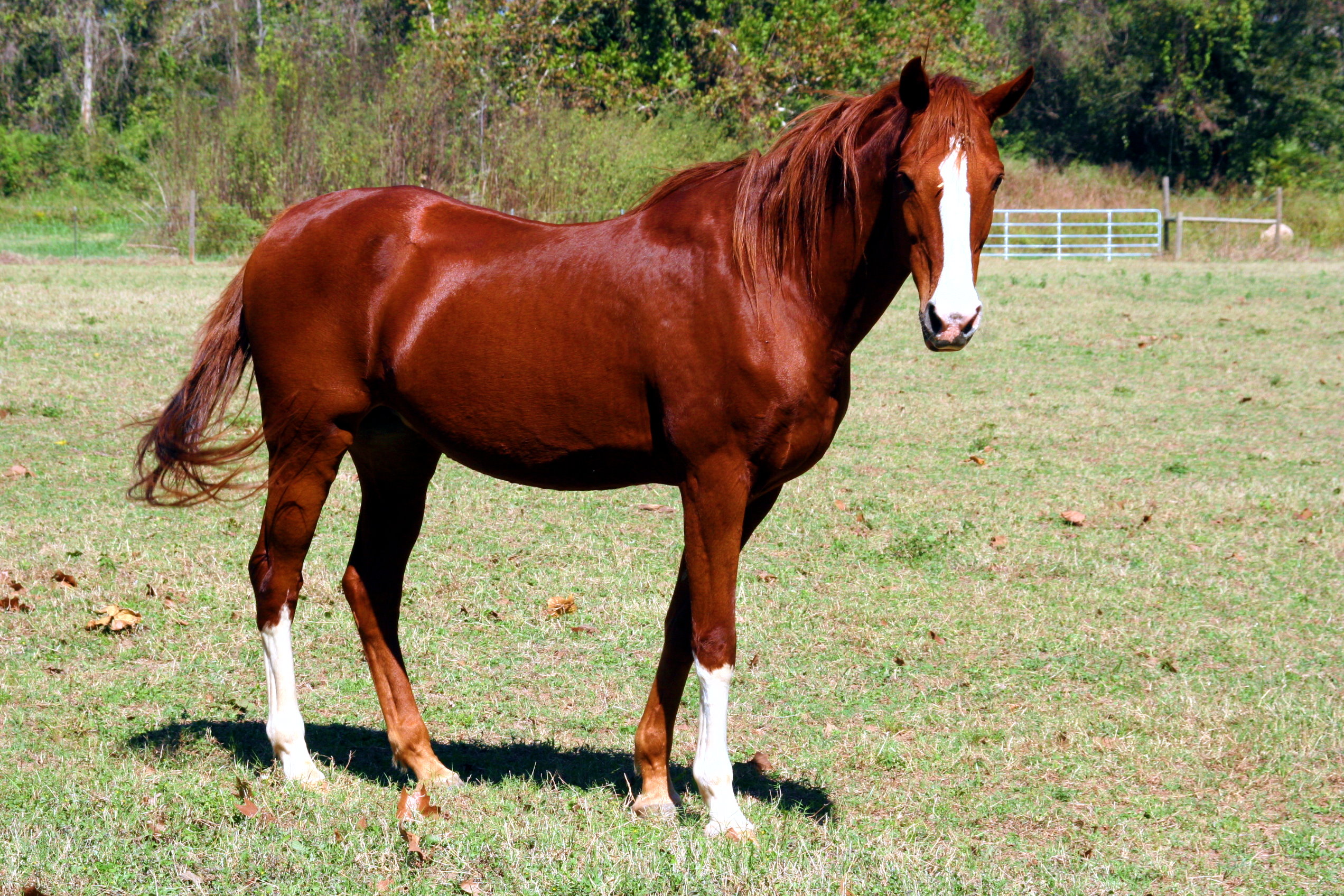 Rachel Enger goes to Days End Farm Horse Rescue